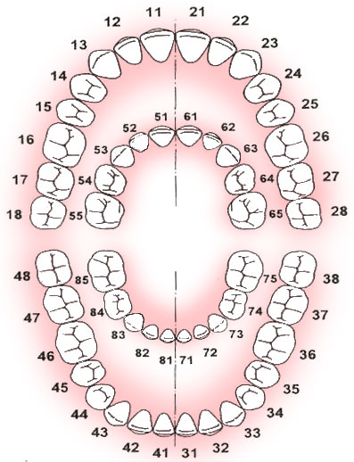 Інтерактивна зубна формула